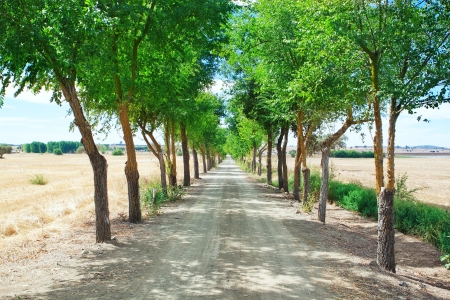 A corridor of trees in the tunnel.の写真素材