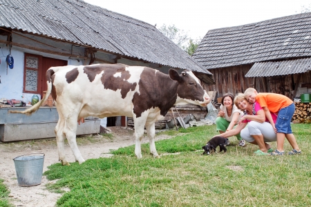 Family farm with calf and dog playing Family farm with calf and dog playing