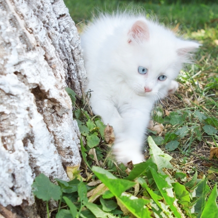 White kitten in the park climbs a tree の写真素材