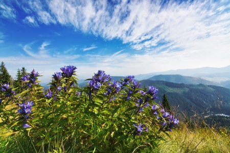 Beautiful purple bouquet of flowers in a landscape of Carpathian mountains. Synevir, Ukraine.の写真素材