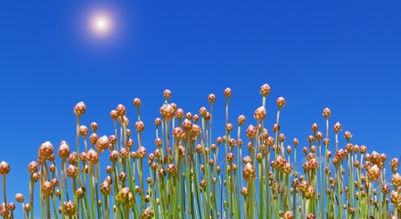 Spiny Thrift  Portugal grass against the sky.