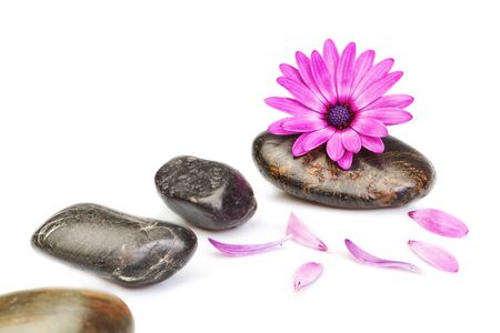 Stones for massage and flower osteospermum on a white background for a spa の写真素材