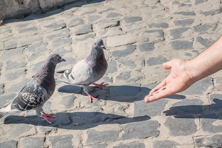 A man feeding pigeons with his hands. A symbol of peace.の写真素材