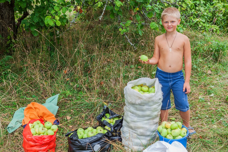 Boy during harvesting apples. In the garden.の写真素材
