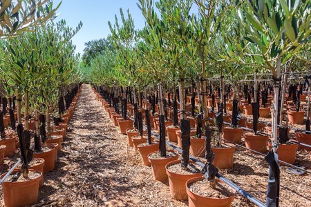 Olive trees seedlings in vases. Close-up.の写真素材