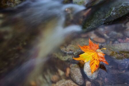 Mountain brook and a maple leaf. Symbol of autumn. Close-up.の写真素材