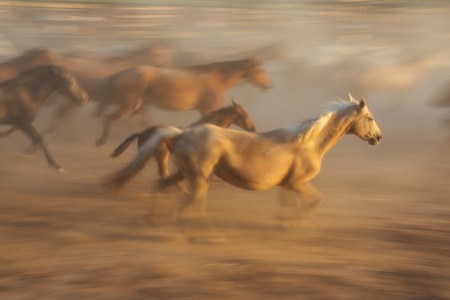 Horse baby and his mother in a fiery blurred motion. Flock is blurred in the background.の写真素材