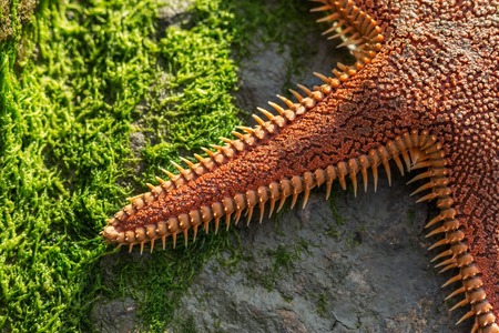 Close-up details red starfish on the beach. Green algae.の写真素材