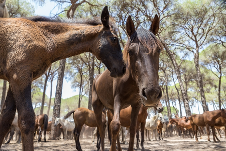 Horses in the corral interact after a walk. Spain.の写真素材