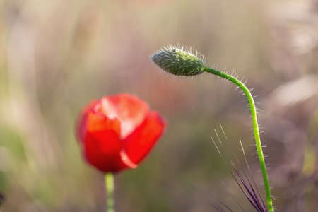 Poppy bud bent to flower. Macro spring.の写真素材