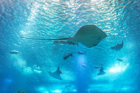 Sea stingray and marine life. A marine aquarium with fishes and corals.の写真素材