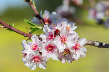 Almond blossoming flowers in a garden in Portugal.の写真素材