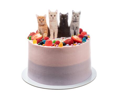 Cheerful birthday cake made of sweets and cats.の写真素材