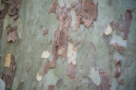 Close up of Sycamore tree