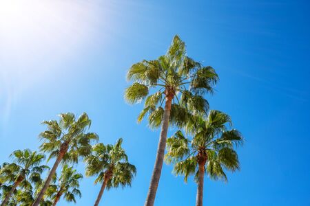 American palm trees in the summer with bright sunshine.の写真素材