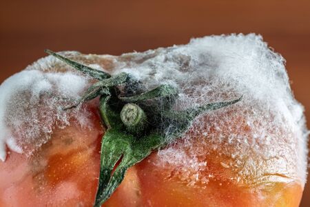 Rotten tomato with mold and fungi and moss closeup on a dark backgroundの写真素材