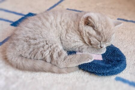 Little British kitten sleeping on a slipper.の写真素材