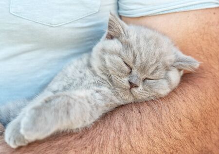 Little cute kitten of British breed sleeps on strong male hands.の写真素材