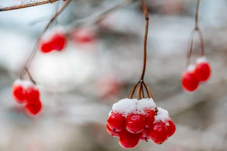 Snow-covered bunch of viburnum close up during a snowfall, winter. High quality photoの写真素材