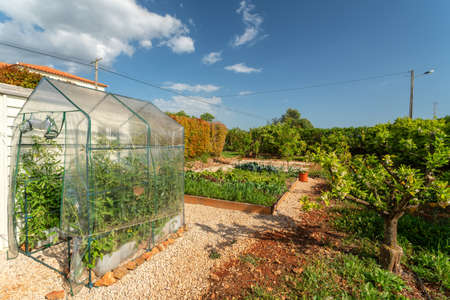 Mini-greenhouse made of plastic in the garden, for growing seedlings of vegetables at home, in early...