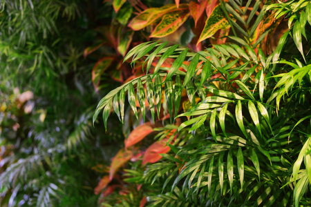 Green and red tropic plants on the wall with blurry background.の写真素材