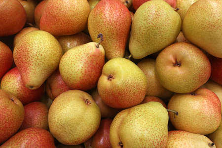 A pile of harvested ripe, juicy, tasty red-yellow pear fruits