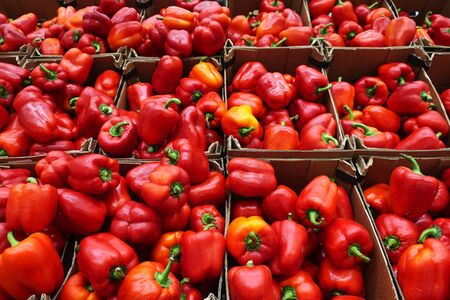 ripe red peppers collected in cardboard boxes in the marketの写真素材
