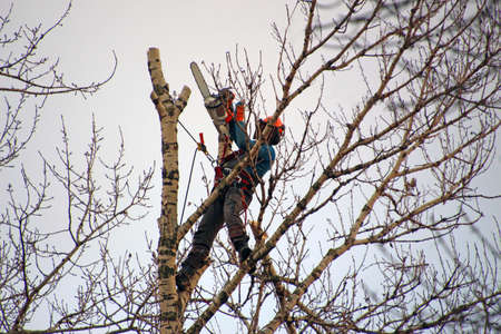 A man high on a tree trunk cuts branches with a hand sawのeditorial素材