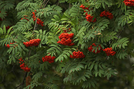A lot of red ripened clusters of mountain ash on a bush in late summer, early autumnの写真素材