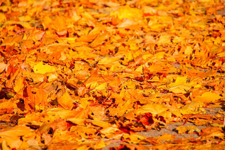 fallen orange maple leaves lying on the ground in autumn park