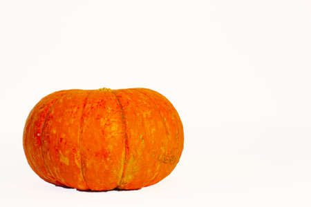 new harvest pumpkin isolated on white background with place for text