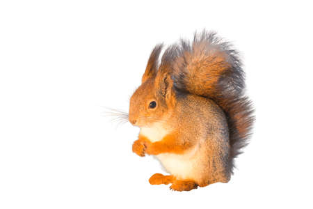 fluffy red squirrel with legs folded on breast isolated on white backgroundの写真素材