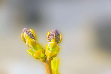 Early spring: blooming lilac buds close-up brightly lit by the sun with a blurred background