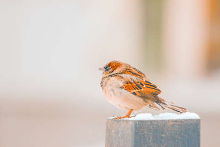 Frozen ruffled sparrow sitting on an iron pole covered with snow on a winter dayの写真素材