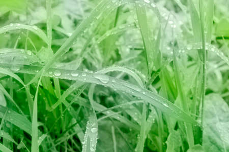 wet green grass with water drops after rain
