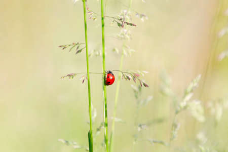 A bright red ladybug crawls up a green blade of grass