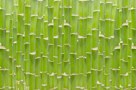 Background image: bamboo stalks standing close to each other, forming an impenetrable wallの写真素材