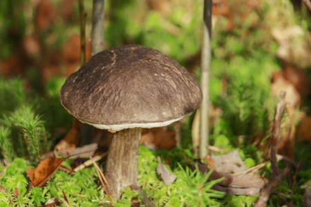 boletus growing among moss, fallen leaves and fallen needles in the forestの写真素材