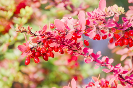 Bright autumn colors in nature: barberry branch with red ripe berriesの写真素材