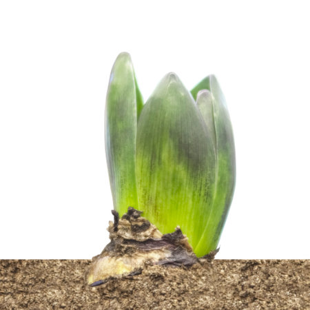 fresh vegetation: hyacinth leaves growing from a bulb isolated on white backgroundの写真素材