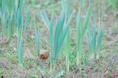 sprouted shoots of tulips in early spring on the lawn in the parkの写真素材
