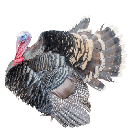 A large domestic turkey, with lush plumage and a red beard, fattened for Thanksgiving