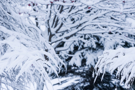 tree branches covered with snow after heavy snowfall in winter parkの写真素材