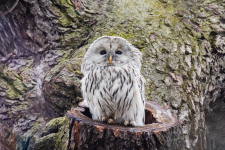 a tawny owl in a tree hollow in the forestの写真素材