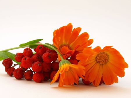 Red rowanberry and yellow flowersの写真素材