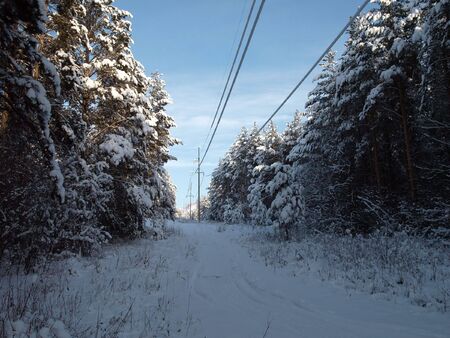 Power line in the forestの写真素材