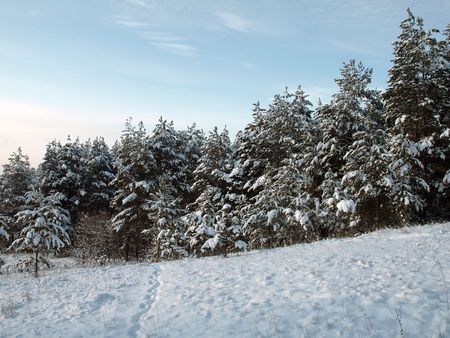 Forestの写真素材