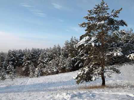 Pine near forestの写真素材