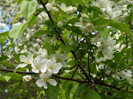 Blossom peartreeの写真素材