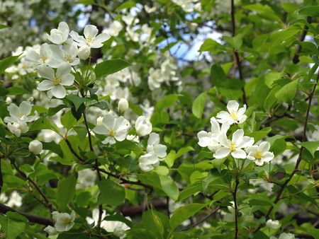 Blossom peartreeの写真素材
